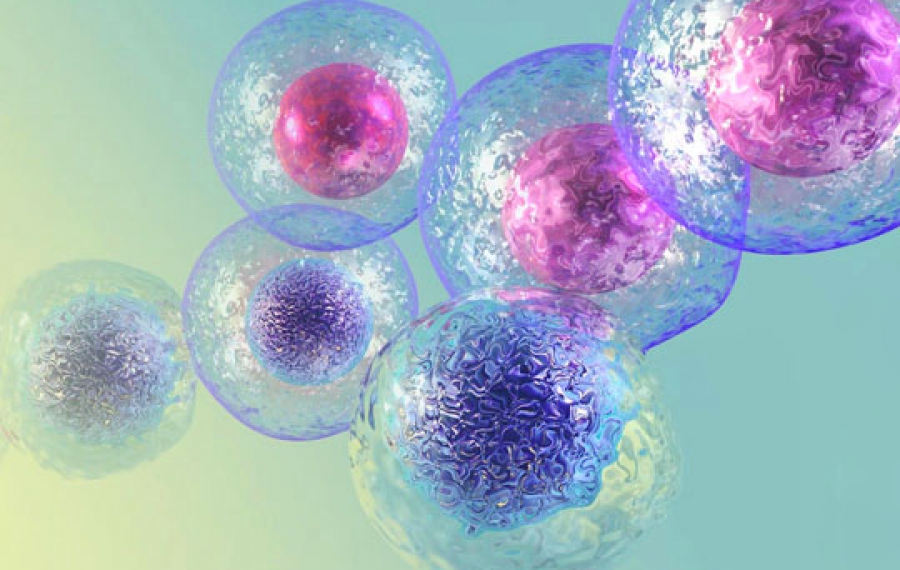Стволовые клетки пуповинной крови – новые горизонты спасения жизней